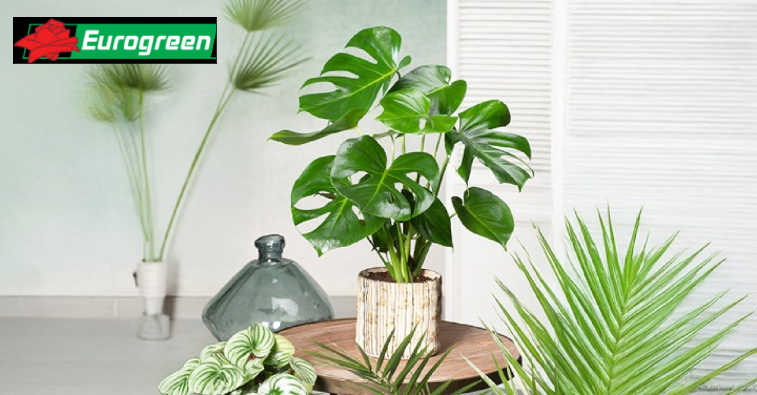 Eurogreen - Plantes d'intérieur