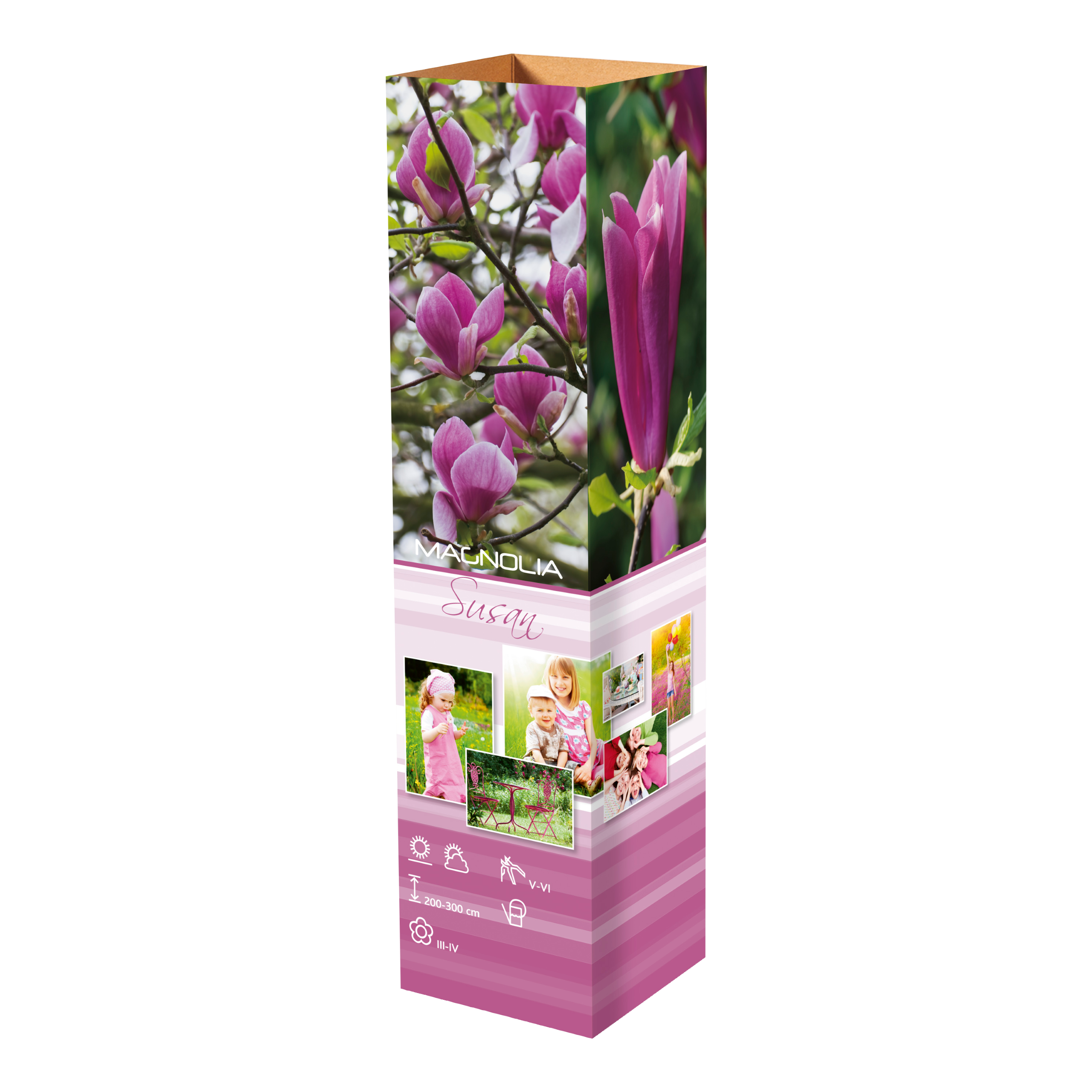 Lot de 6 magnolias Susan - 30-38 cm