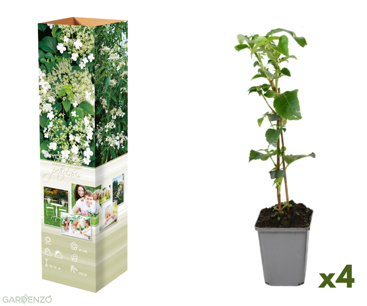 Lot de 4 hortensias grimpants - 30-38 cm