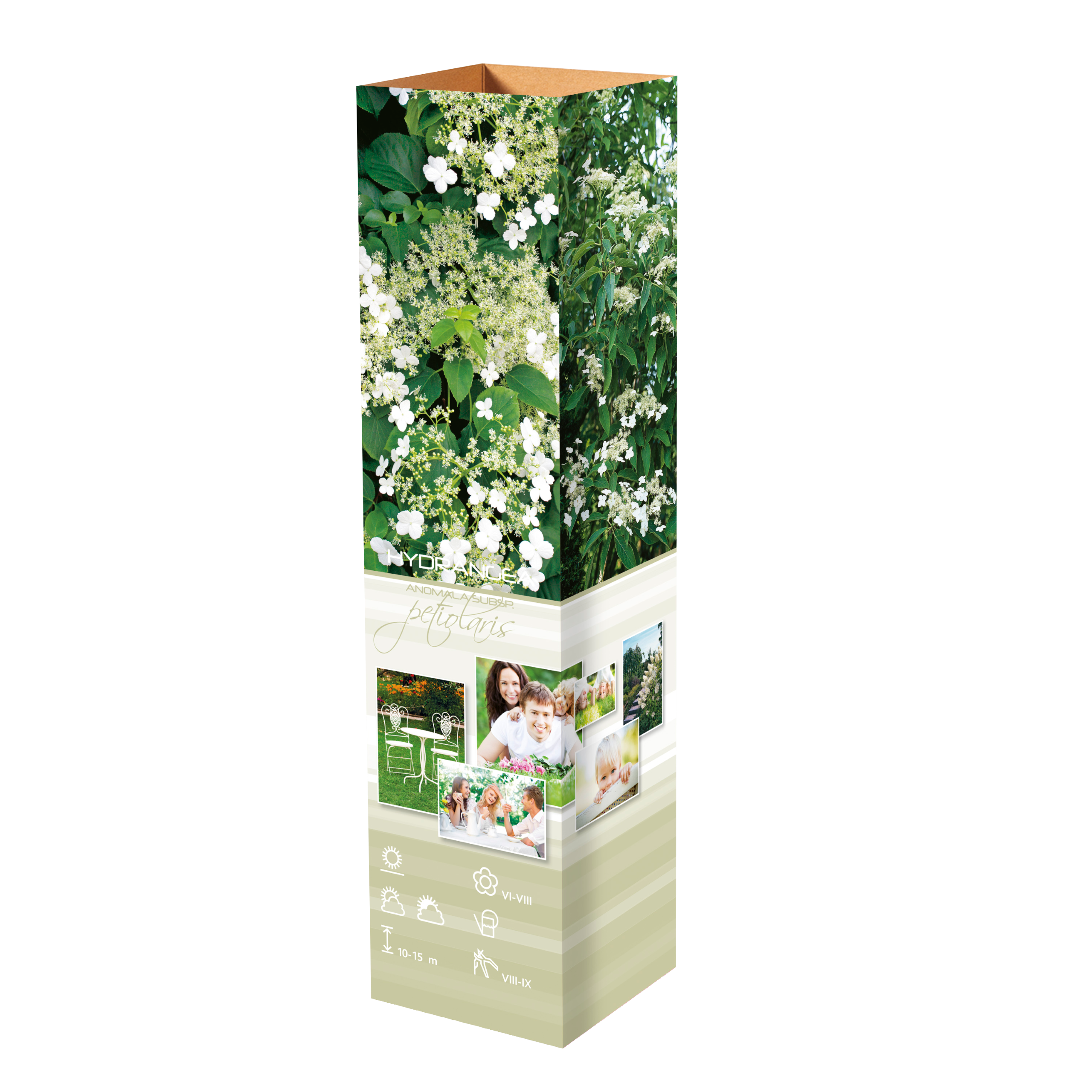 Lot de 2 hortensias grimpants - 30-38 cm