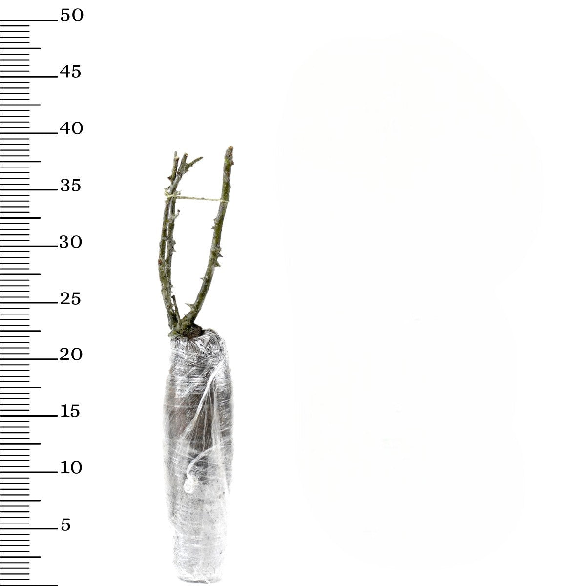 Rose Polyantha JAUNE x3