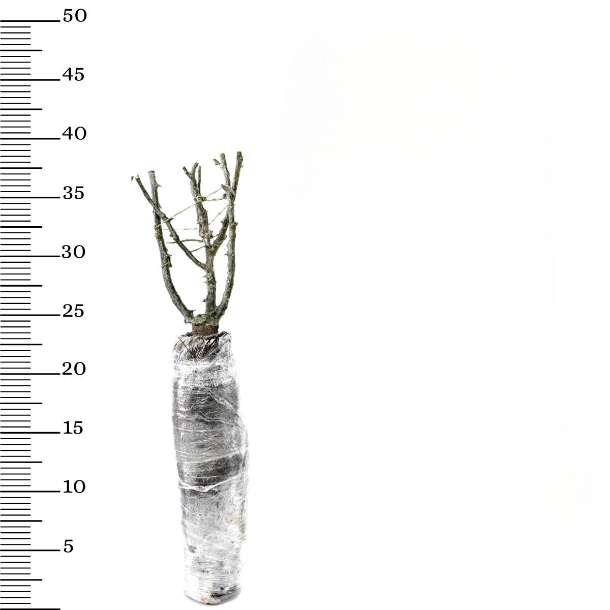 Rose Polyantha ROSE x3