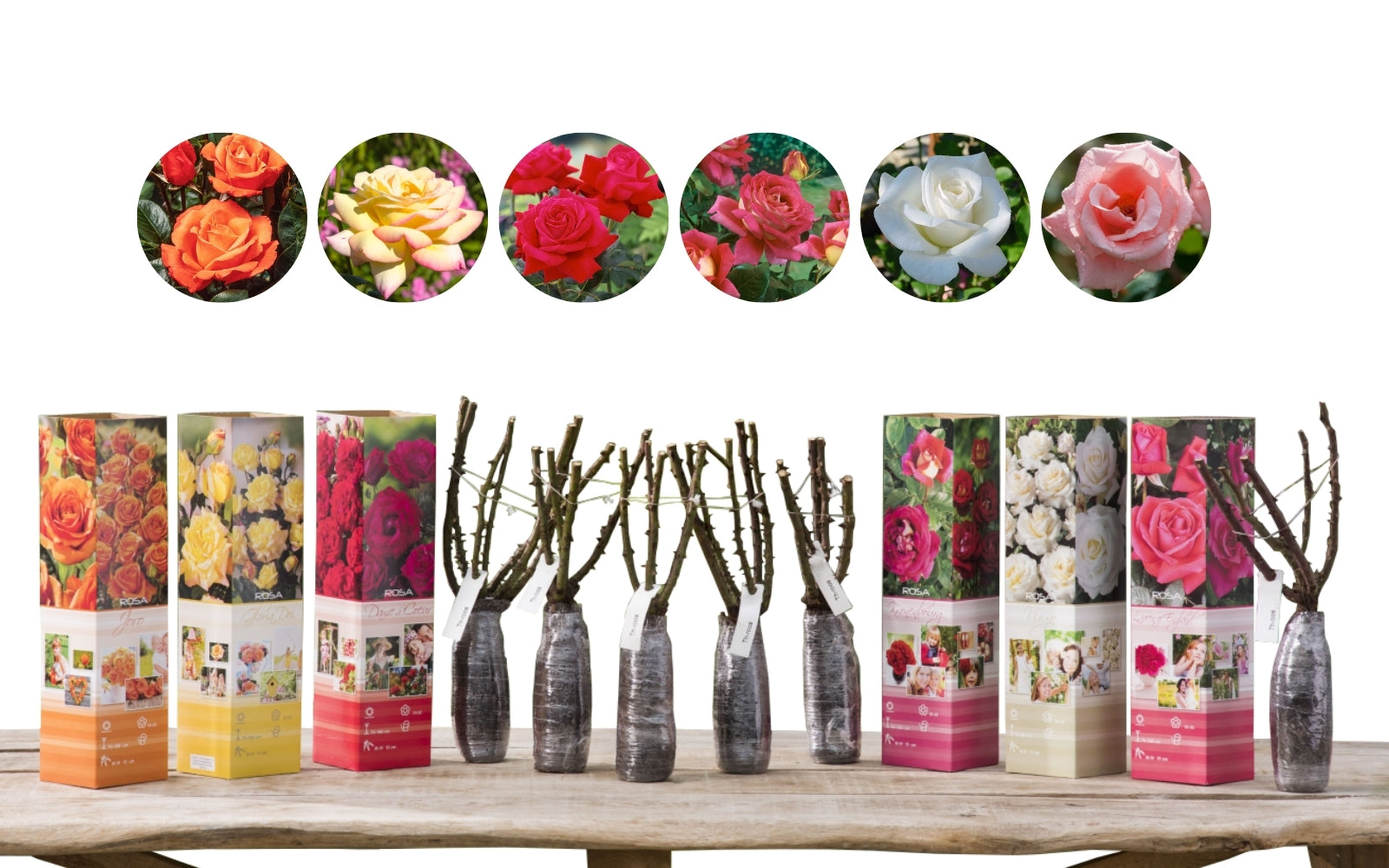 MIX de 6 Roses à grandes fleurs