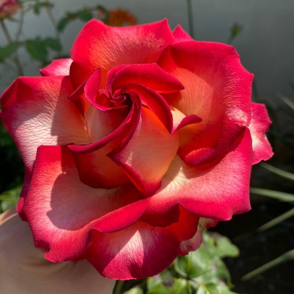 MIX de 6 Roses à grandes fleurs