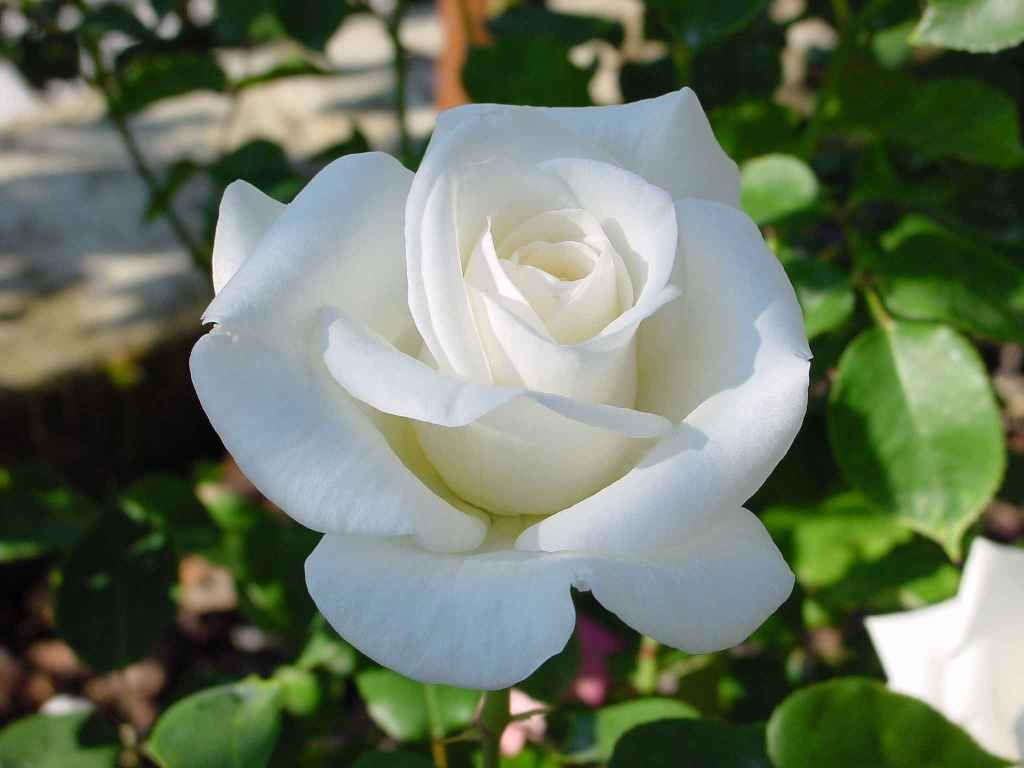 MIX de 6 Roses à grandes fleurs