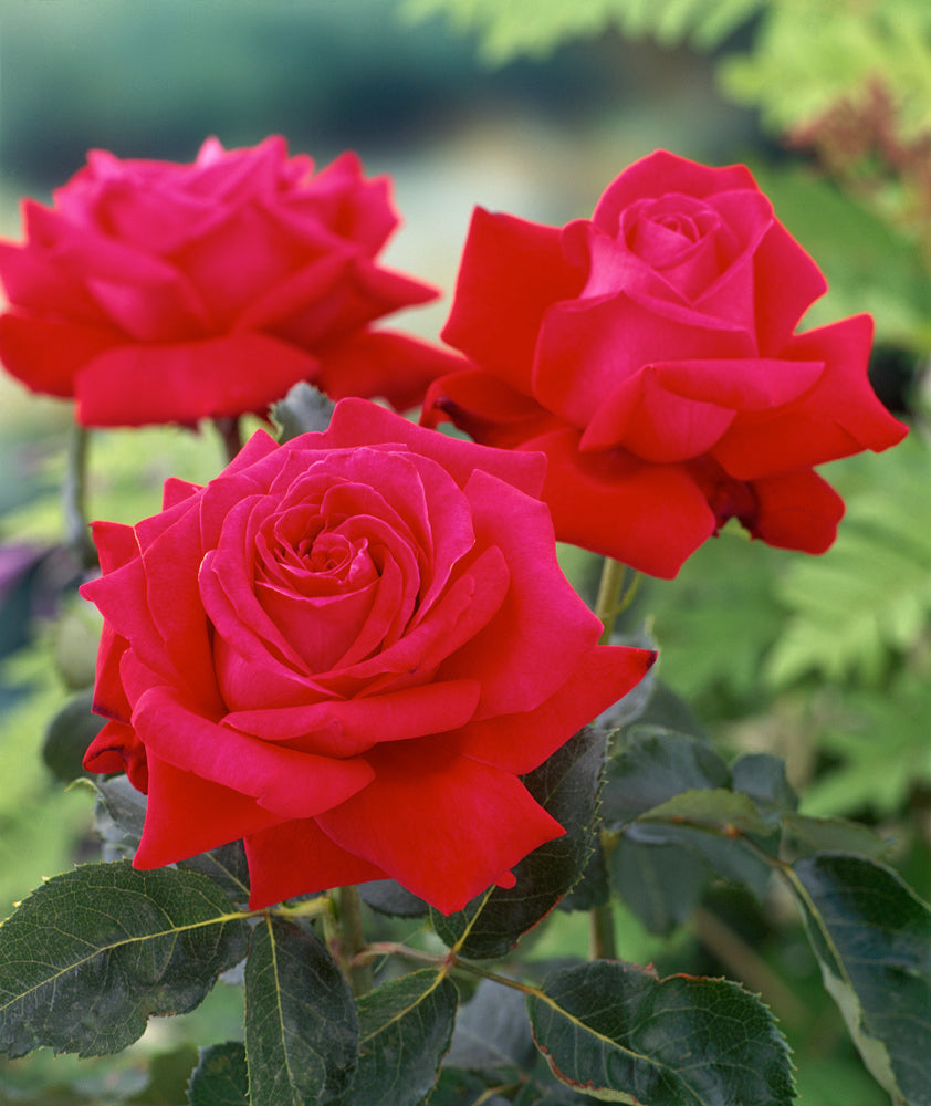 Rose à grande fleur ROUGE x3