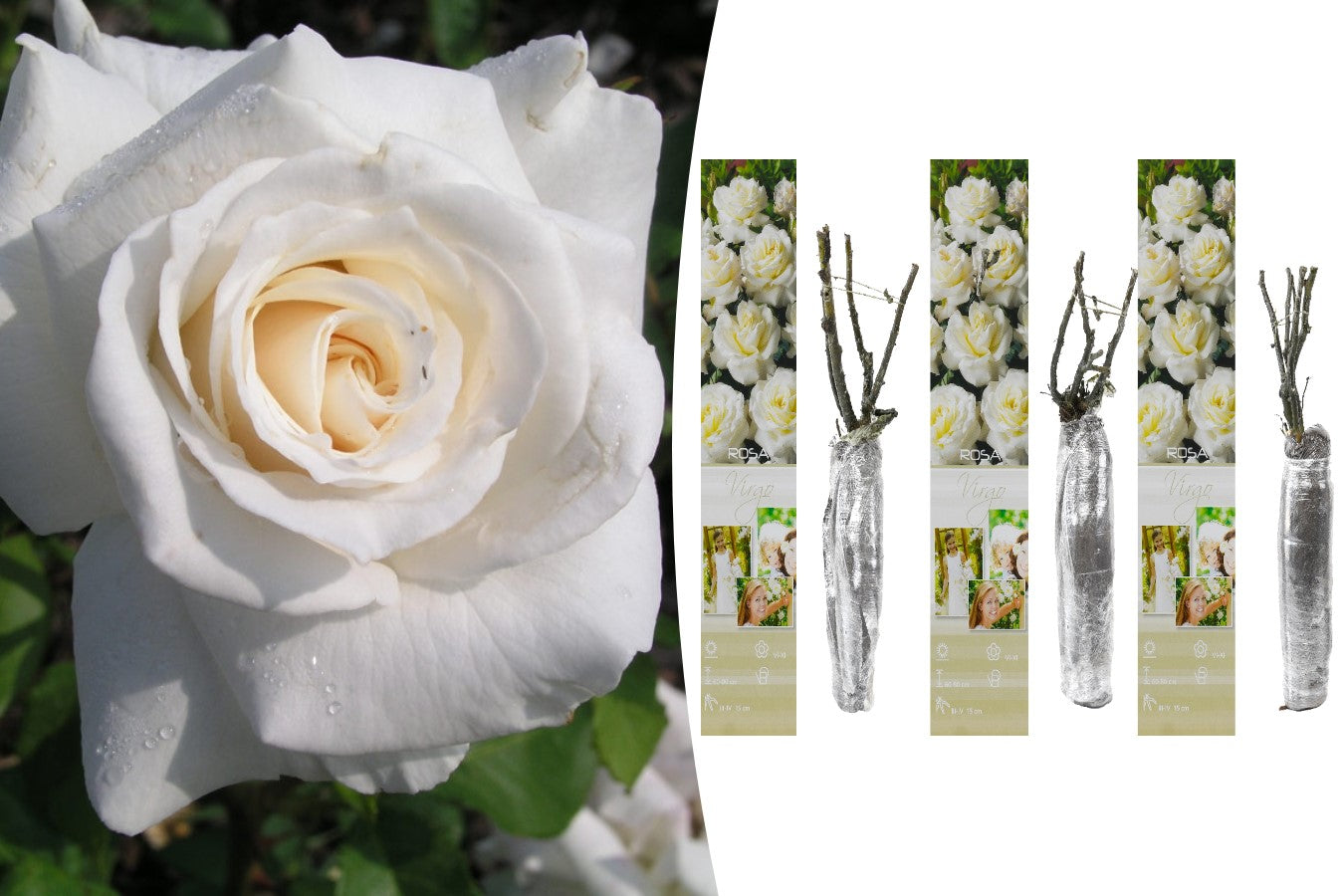 Rose à grande fleur BLANCHE x3
