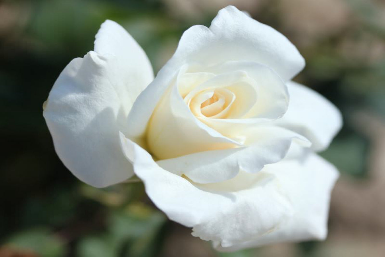 Lot de 3 rosiers à grandes fleurs BLANCHE