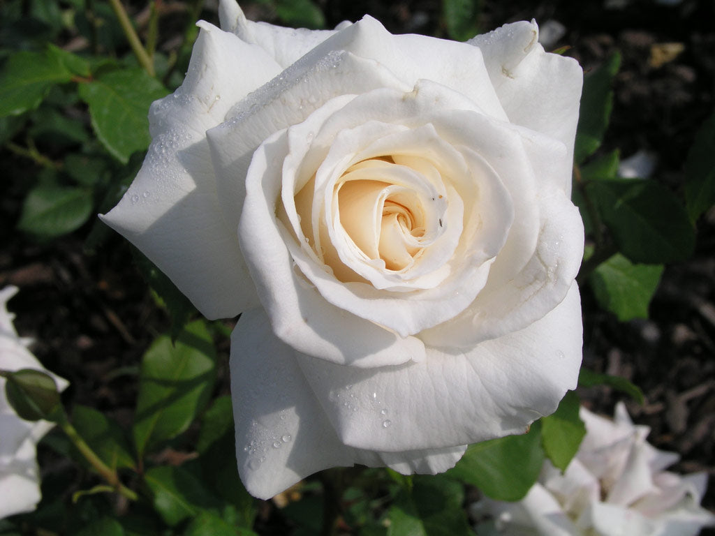Rose à grande fleur BLANCHE x3