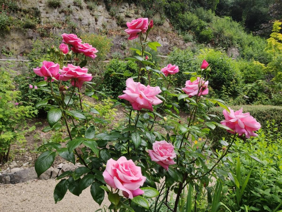 Rose à grande fleur ROSE x3