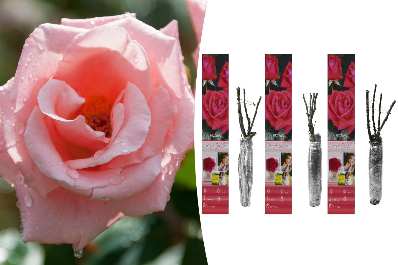Lot de 3 rosiers à grandes fleurs ROSE