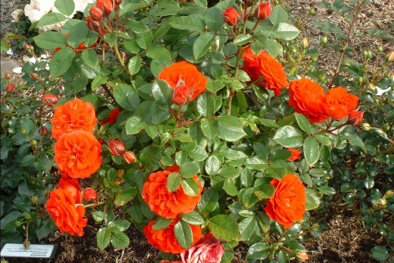 Rose à grande fleur ORANGE x3