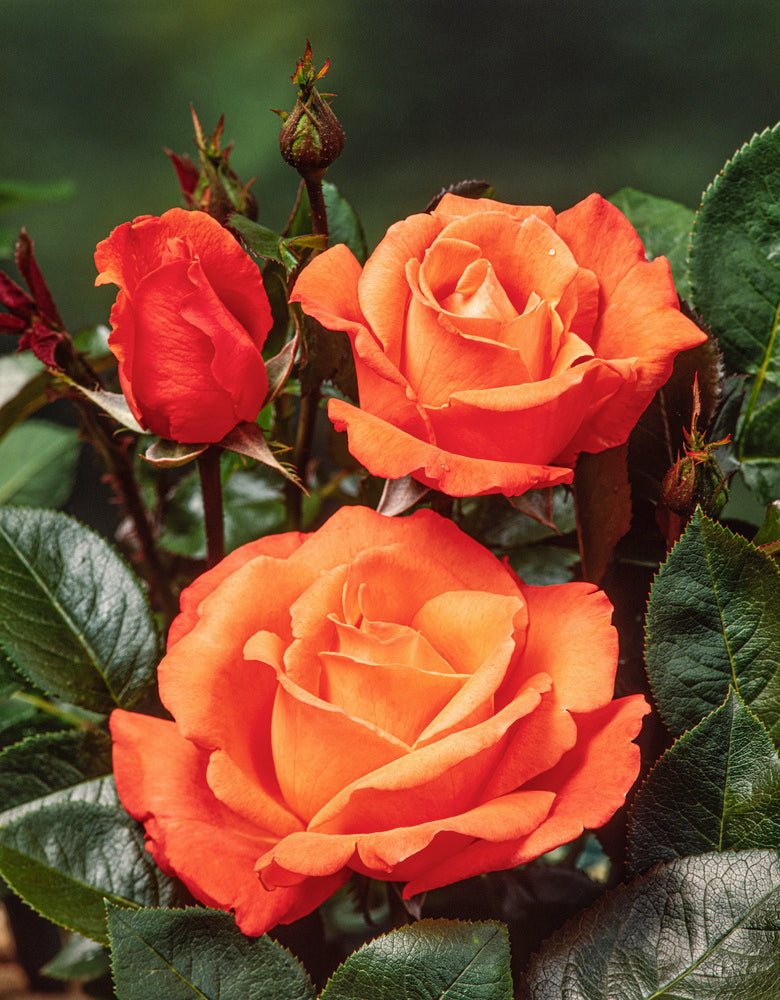 Rose à grande fleur ORANGE x3