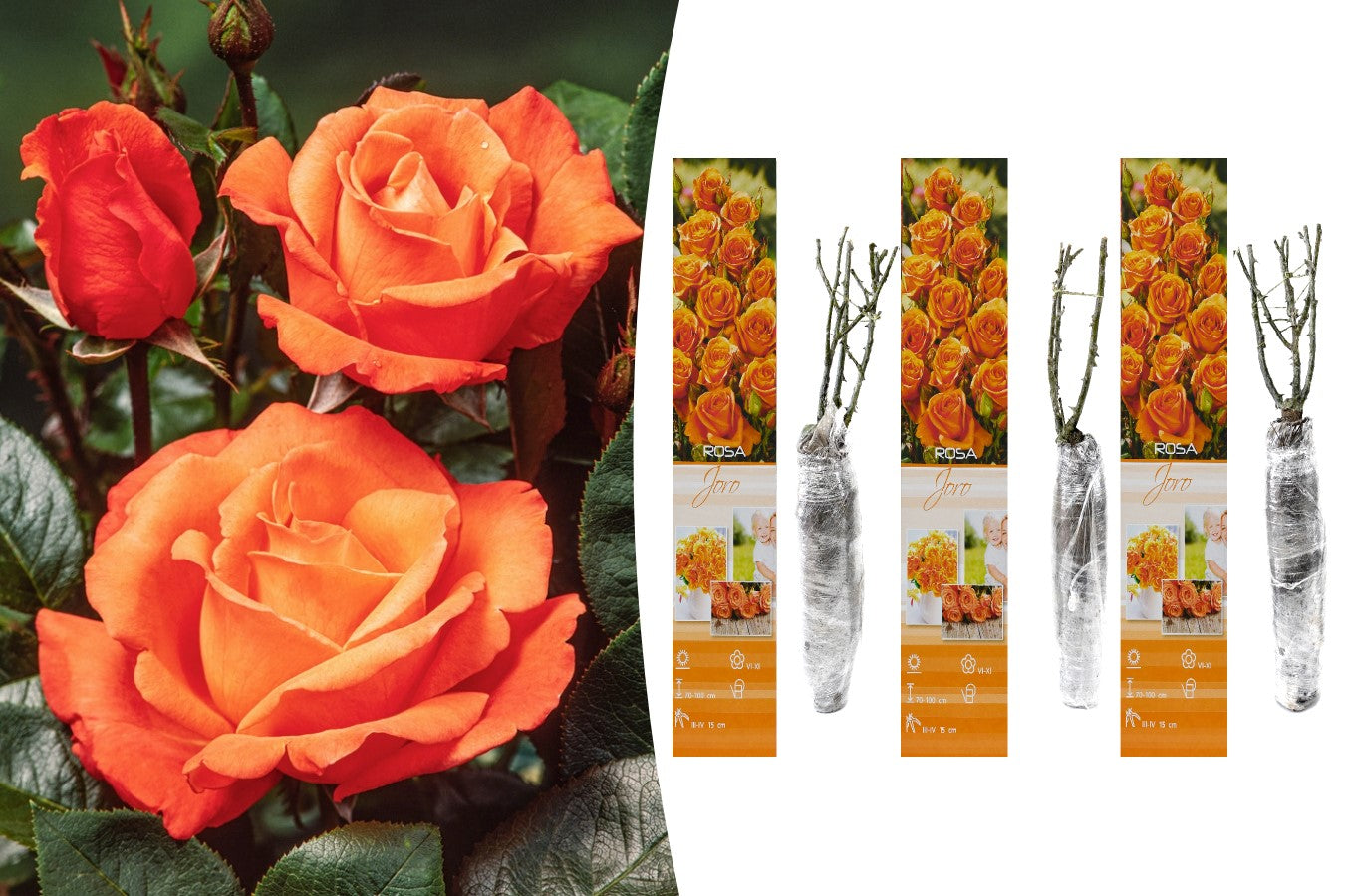 Lot de 3 rosiers à grandes fleurs ORANGE