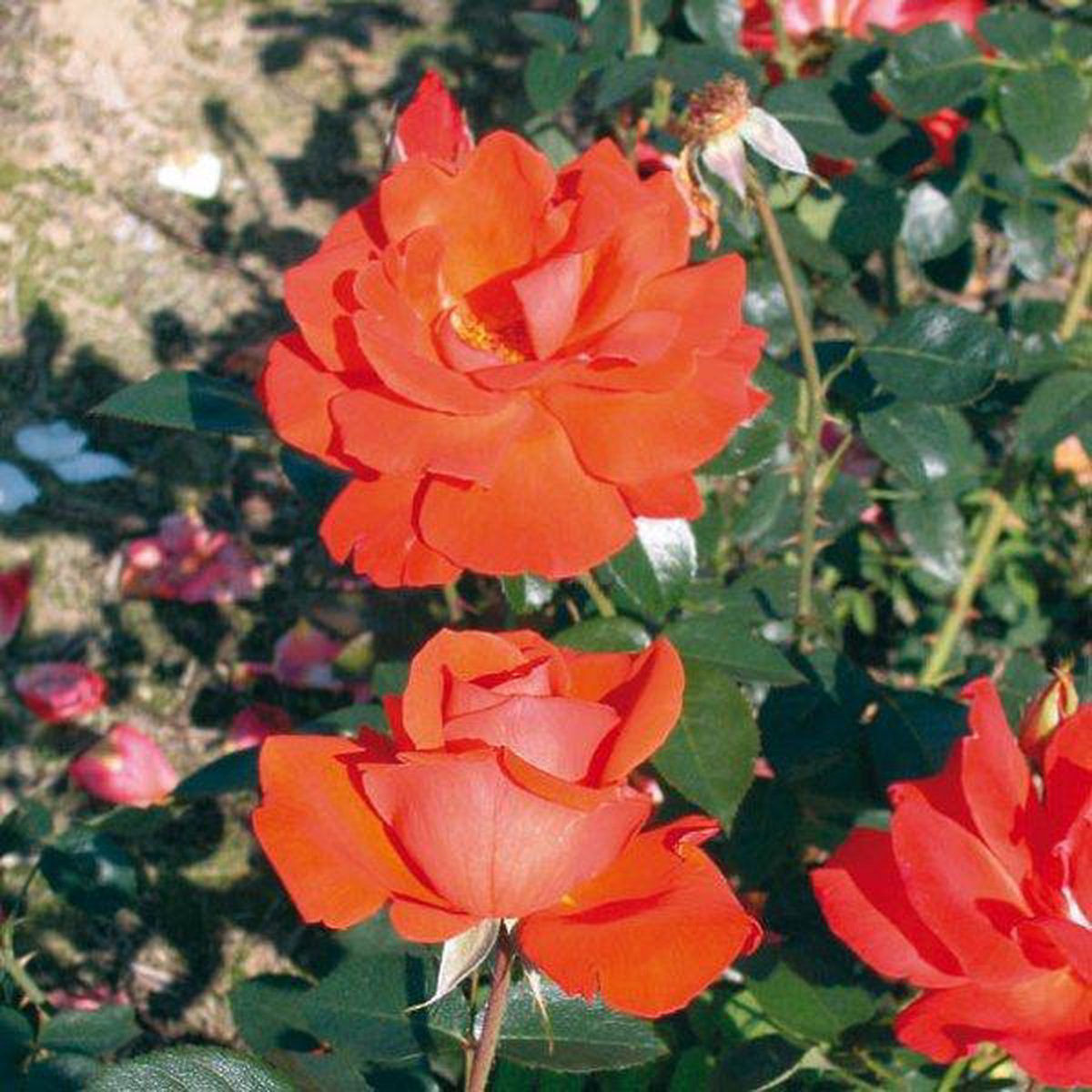 Rose à grande fleur ORANGE x3