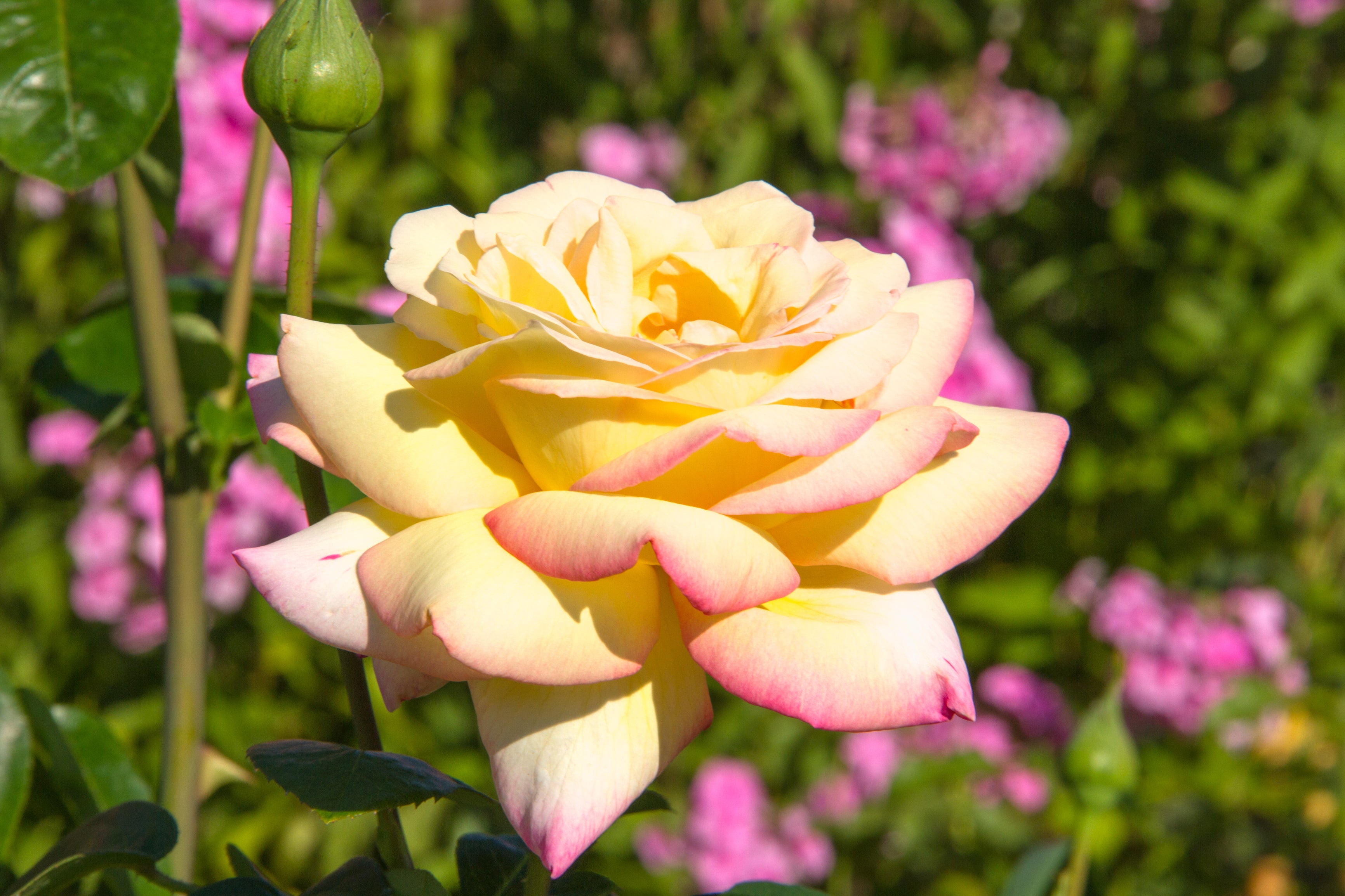 Rose à grande fleur JAUNE/ROSE x3