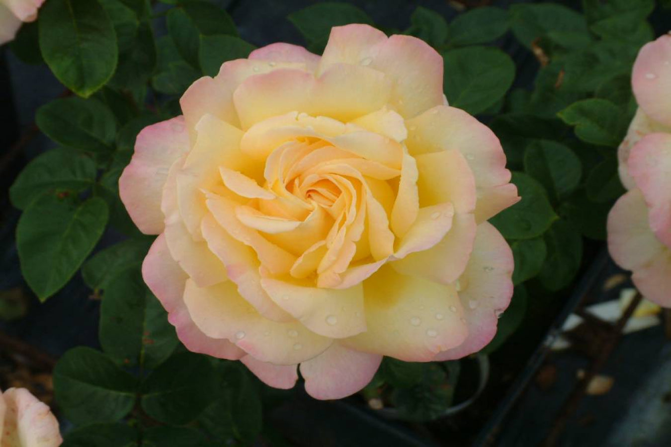 Rose à grande fleur JAUNE/ROSE x3