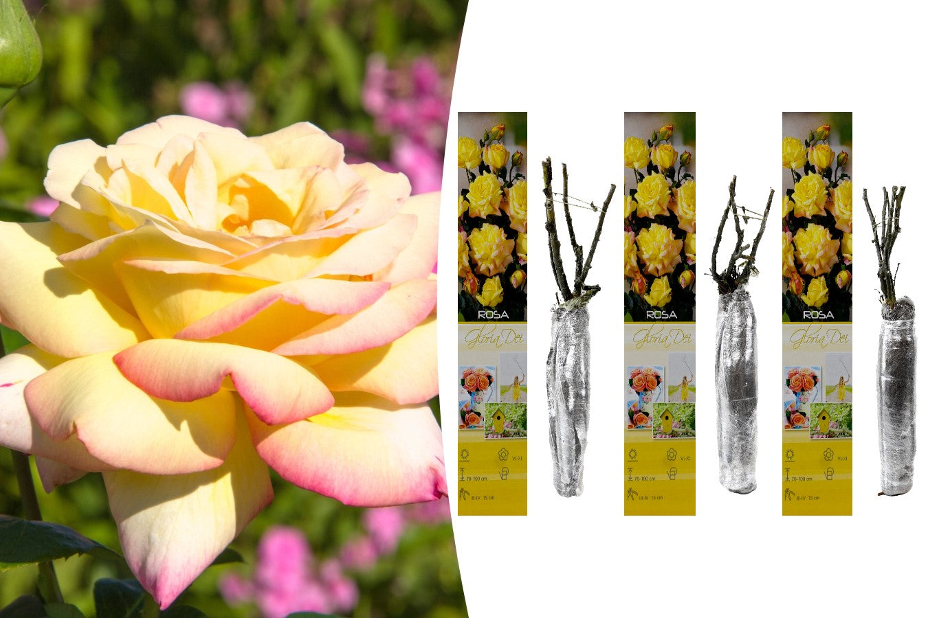 Rose à grande fleur JAUNE/ROSE x3