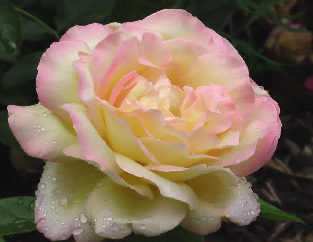 Rose à grande fleur JAUNE/ROSE x3