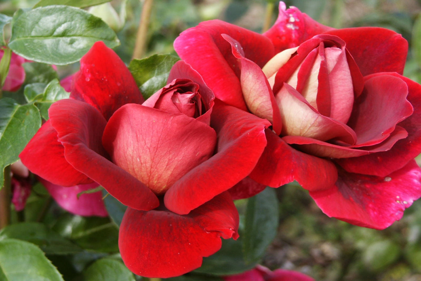Rose à grande fleur ROUGE/BLANCHE x3