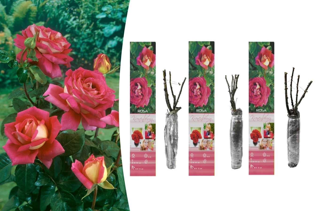 Rose à grande fleur ROUGE/BLANCHE x3