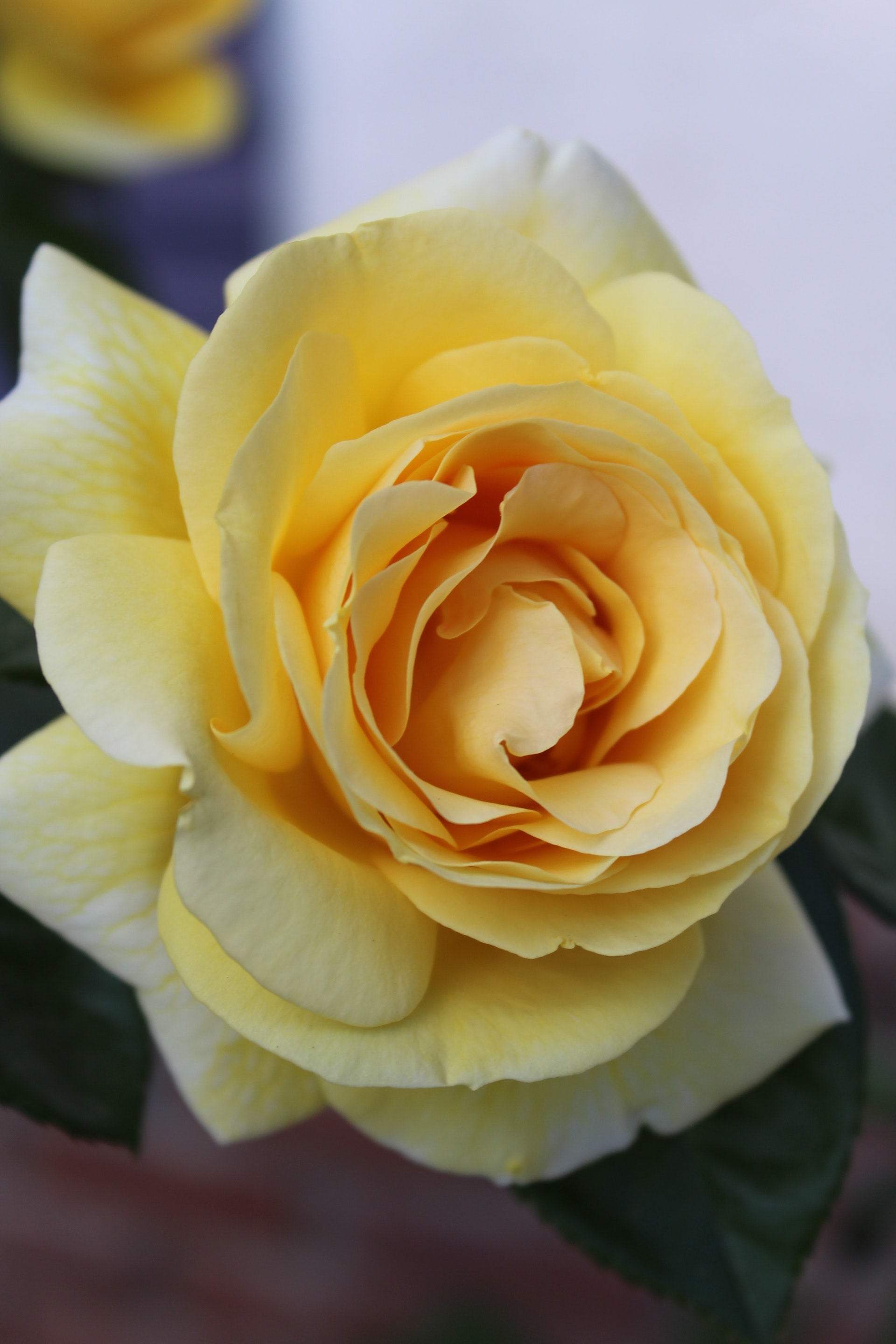 Roses Polyantha x6