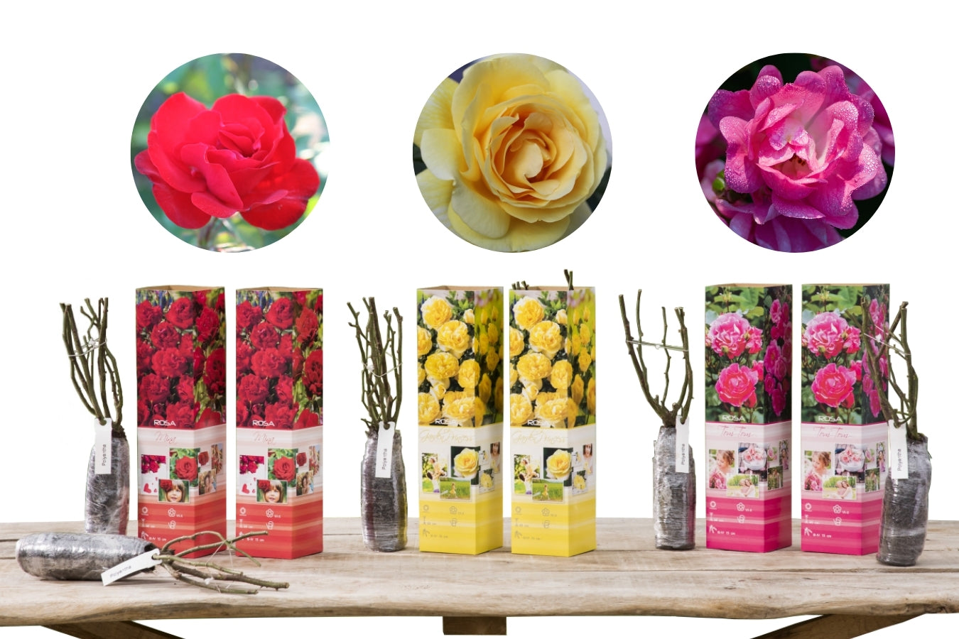 Roses Polyantha x6