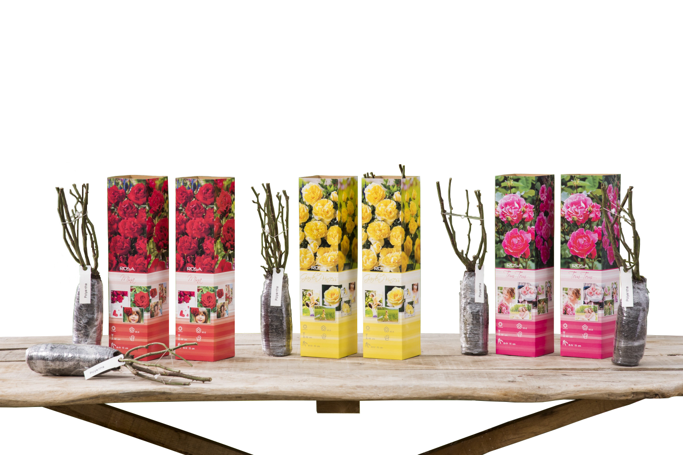 Roses Polyantha x6