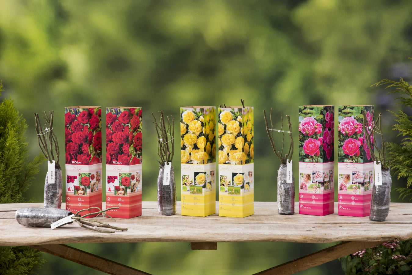 Roses Polyantha x6
