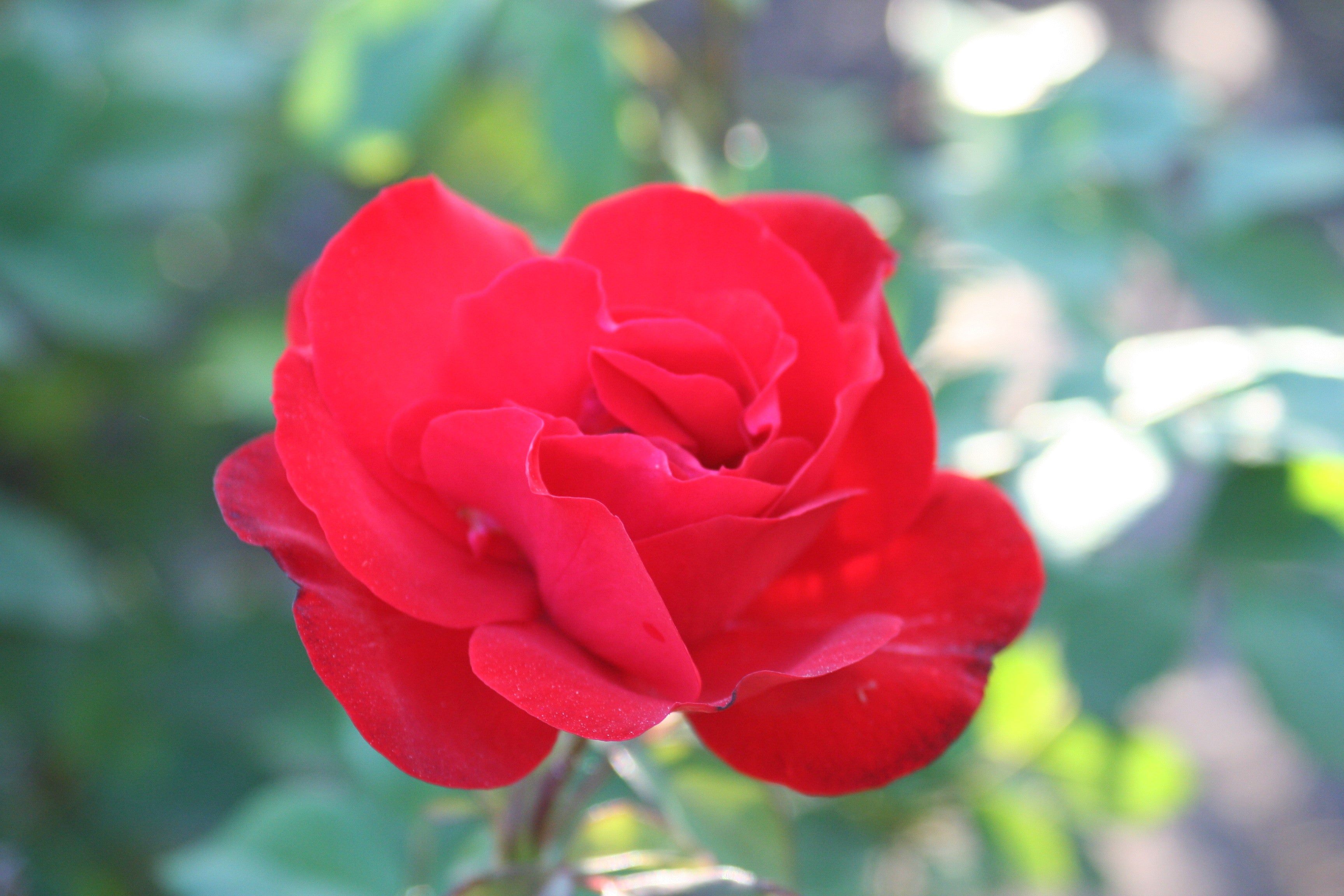 Lot de 3 rosiers ROUGE