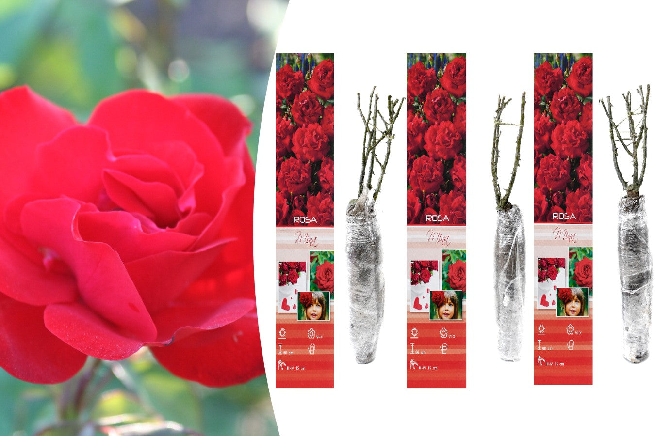 Lot de 3 rosiers ROUGE