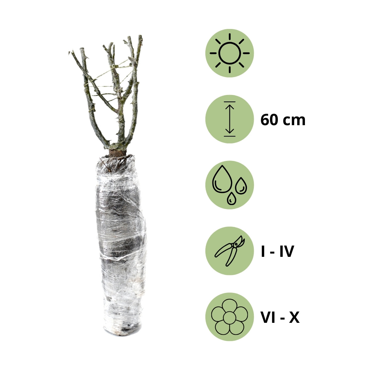 Roses Polyantha x6