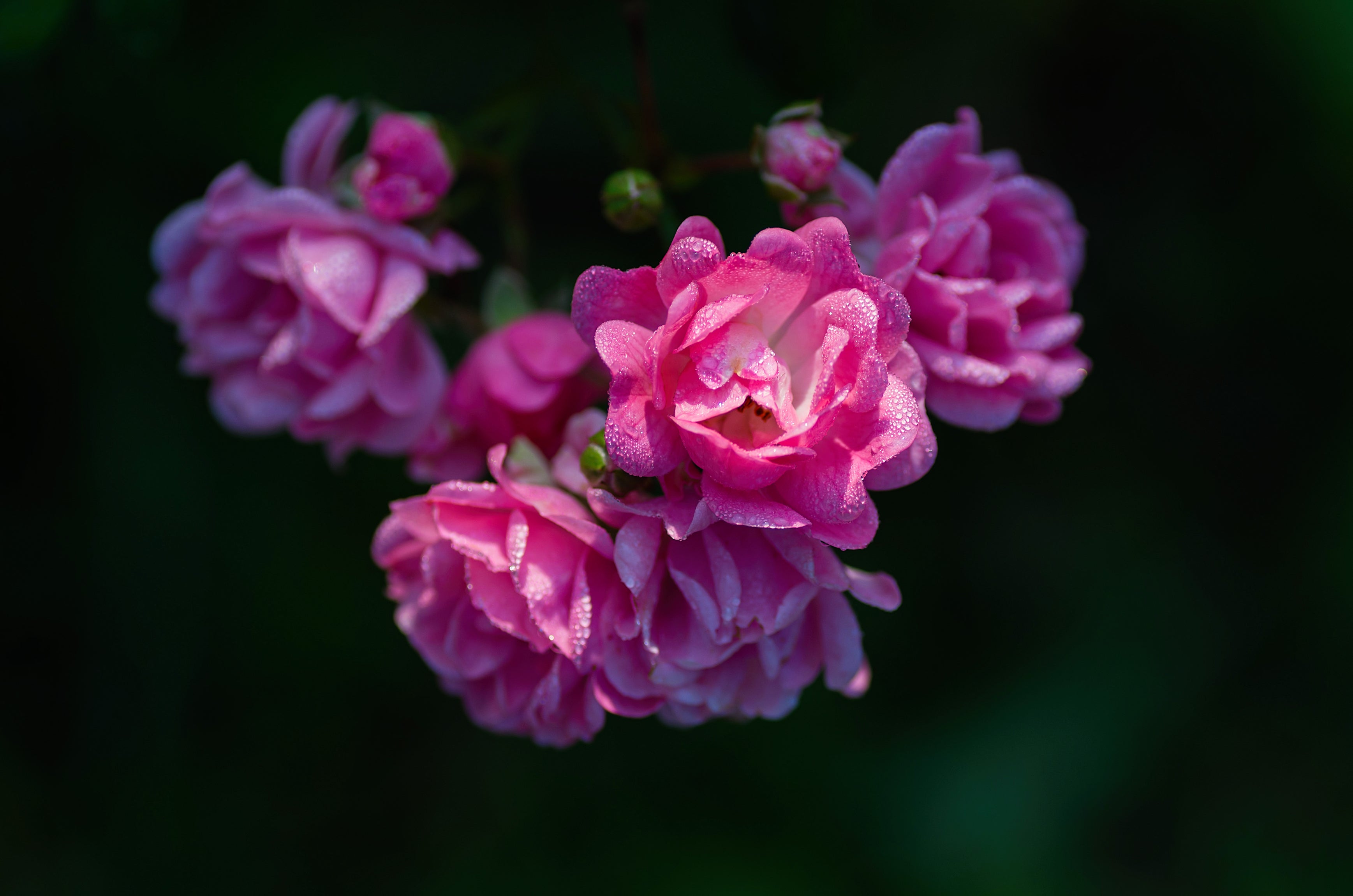 Lot de 3 rosiers Polyantha ROSE