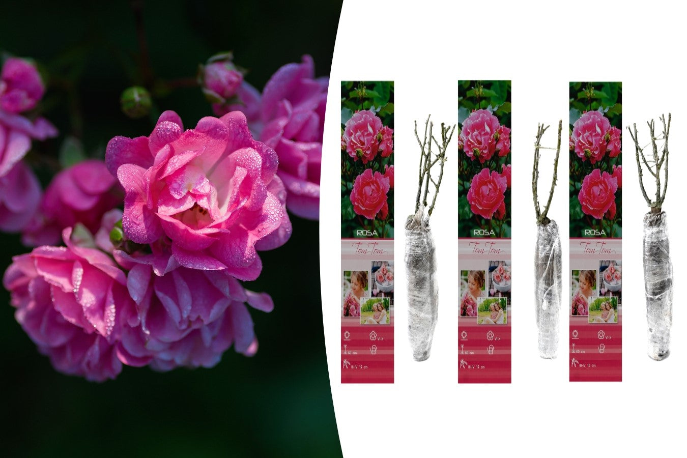 Lot de 3 rosiers Polyantha ROSE
