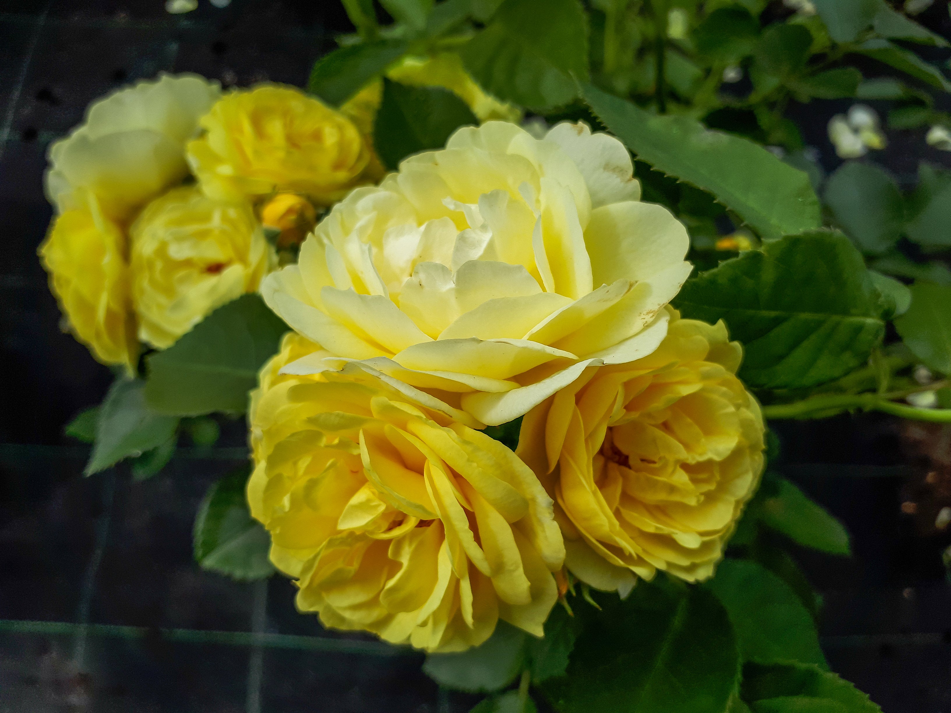 Lot de 3 rosiers Polyantha JAUNE