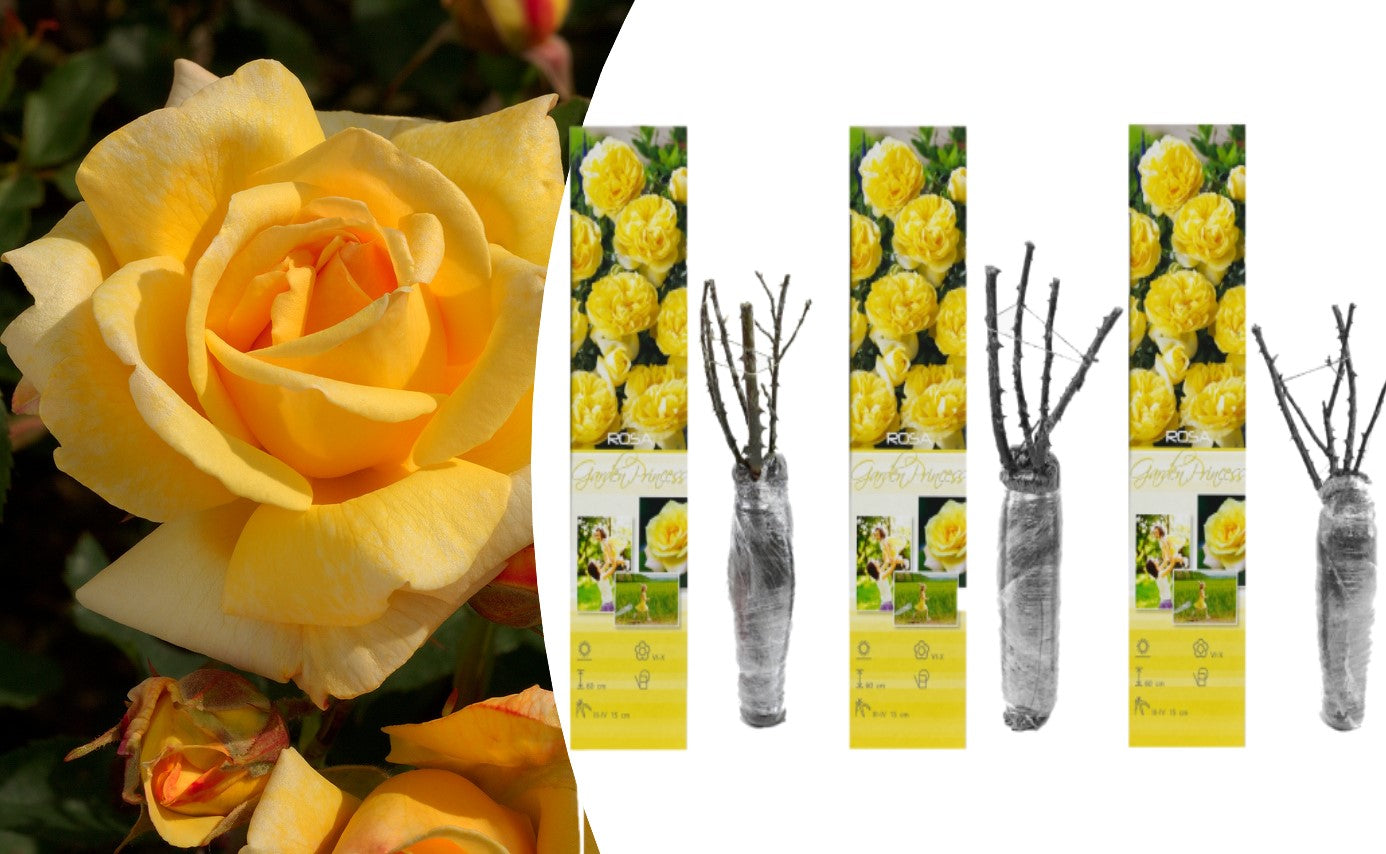 Lot de 3 rosiers Polyantha JAUNE
