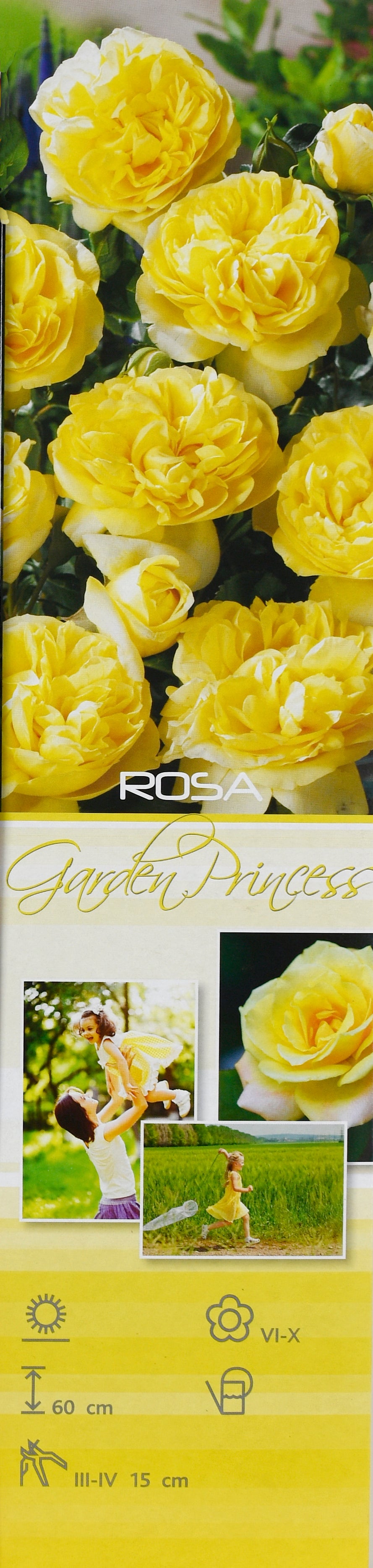 Rose Polyantha JAUNE x3