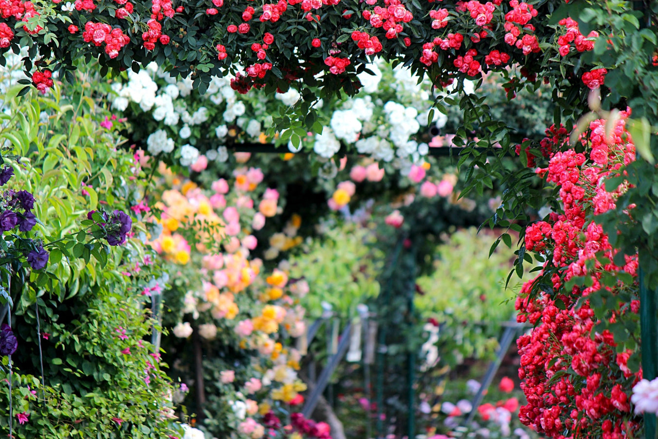 Roses grimpantes MIX x4
