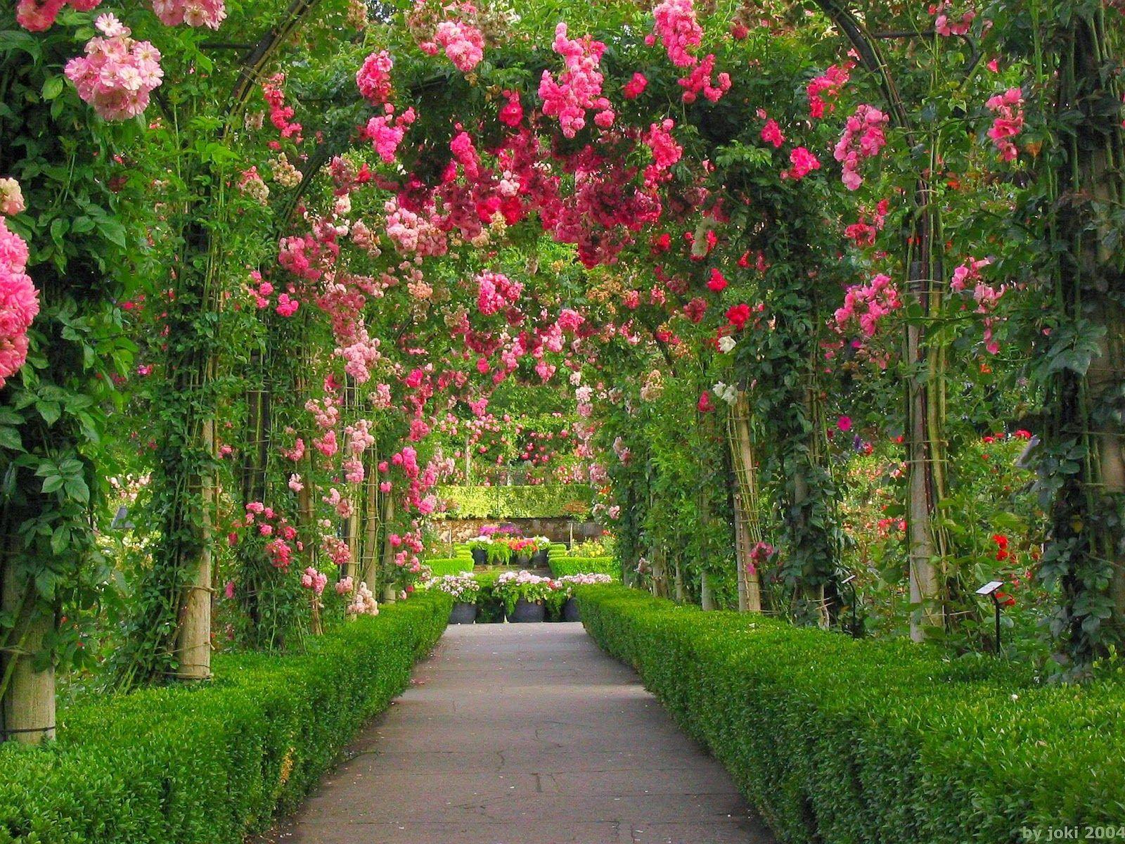 Roses grimpantes MIX x4