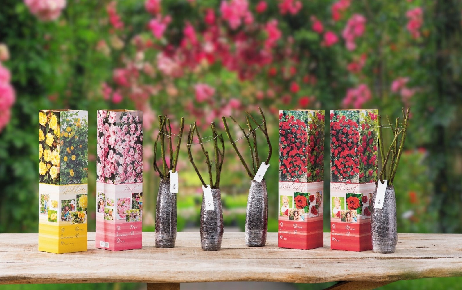 Roses grimpantes MIX x4