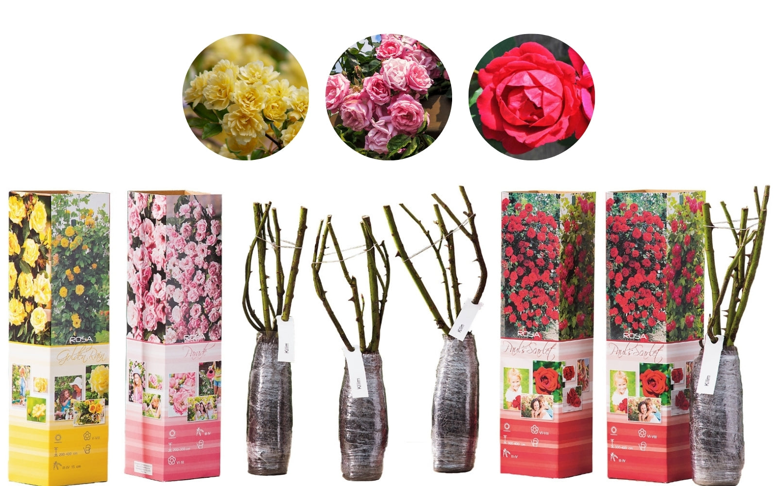 Roses grimpantes MIX x4