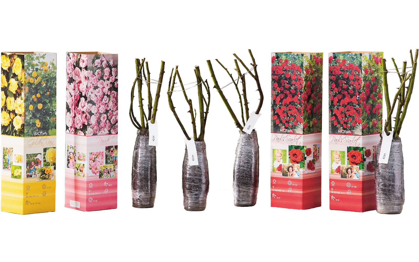 Roses grimpantes MIX x4