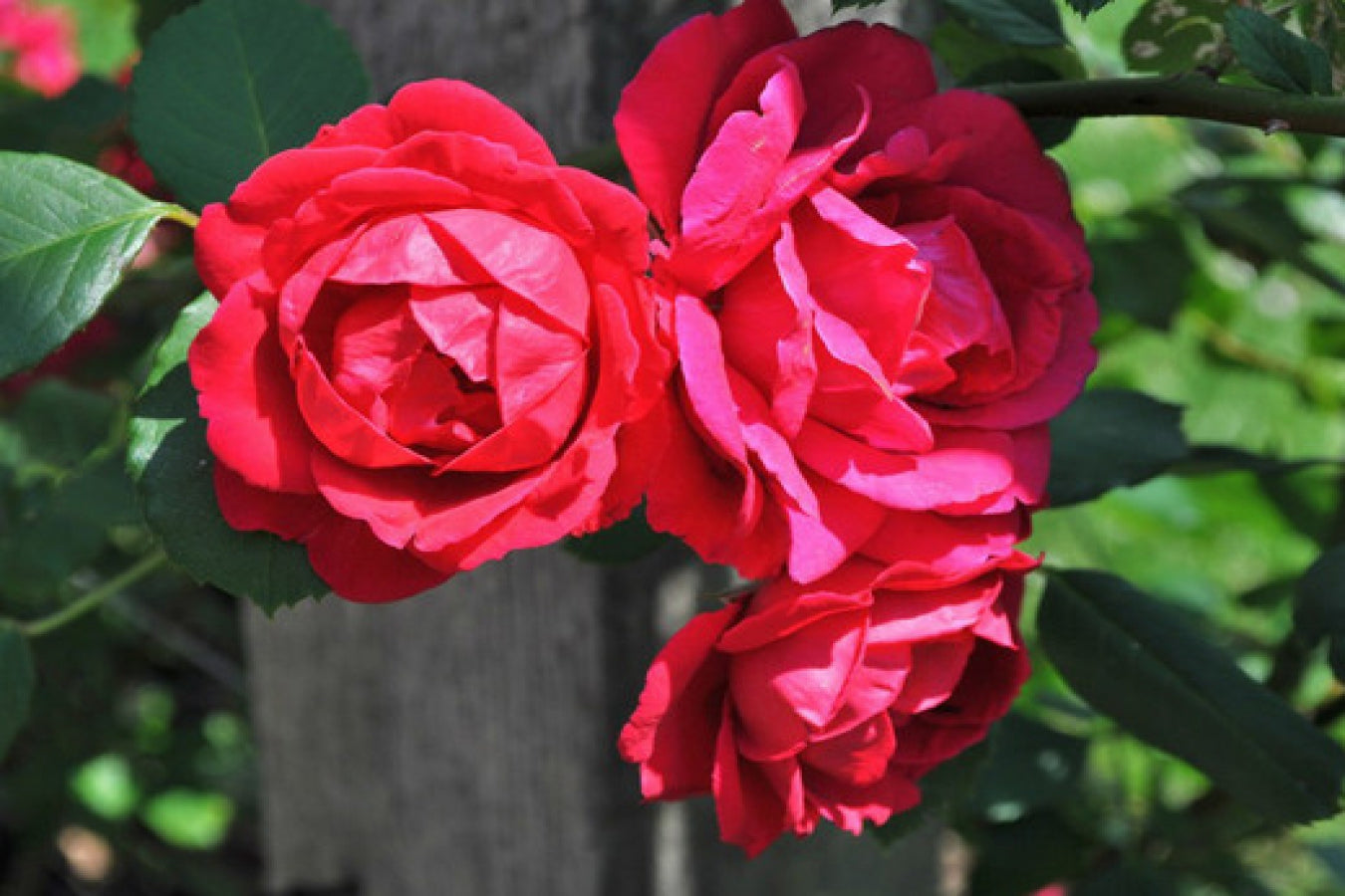 Roses grimpantes MIX x4