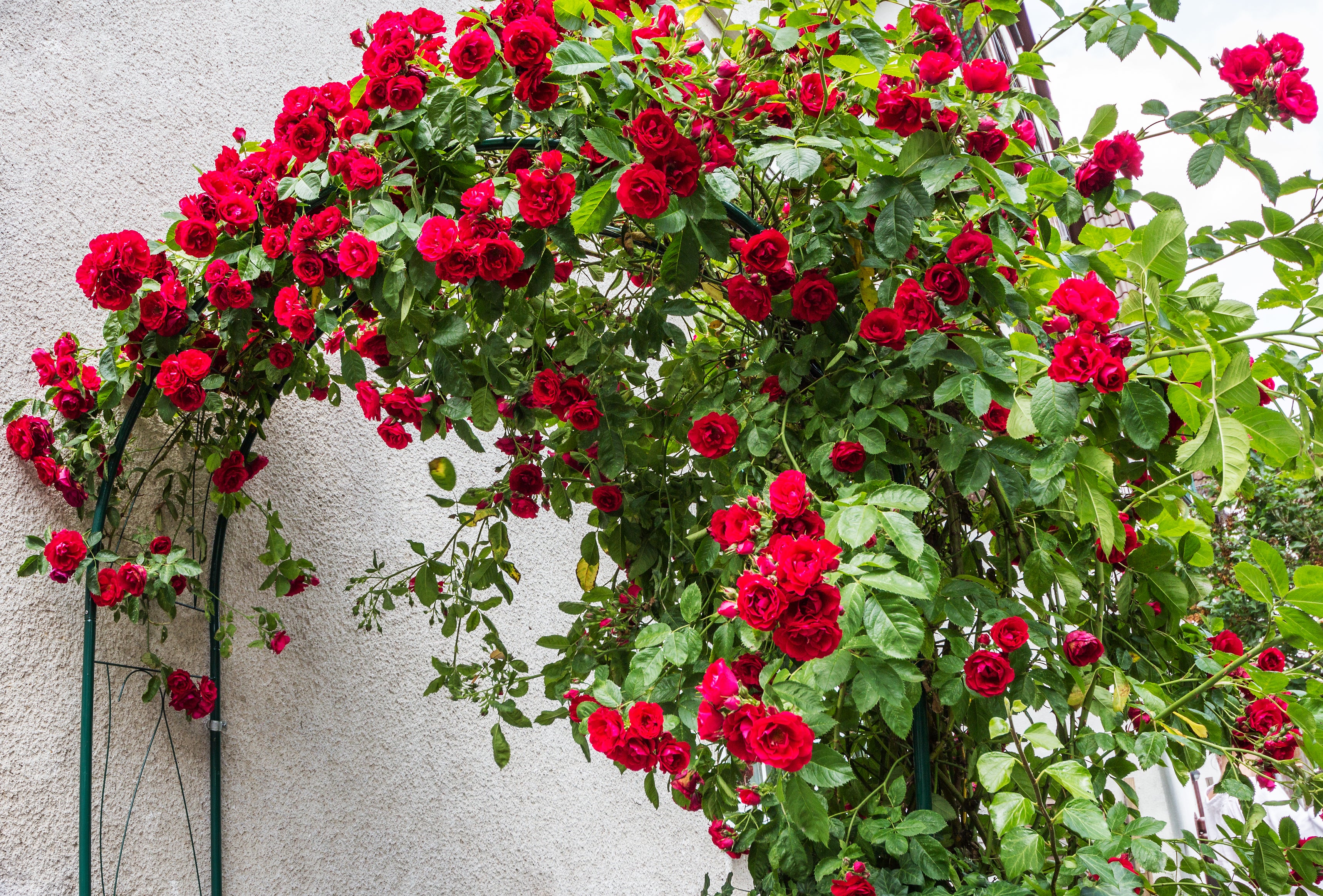 Roses grimpantes MIX x4