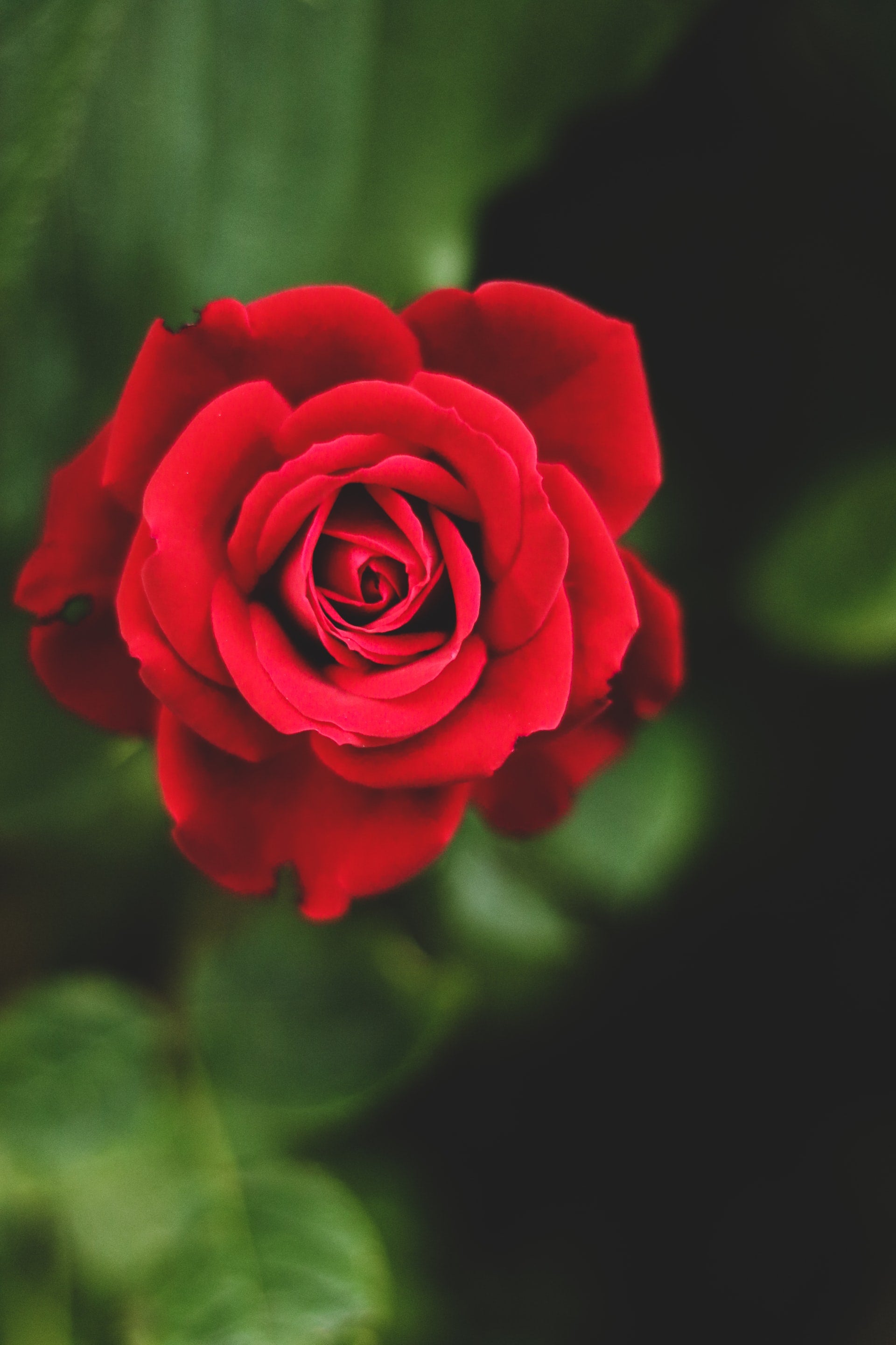 Rose grimpante ROUGE x3