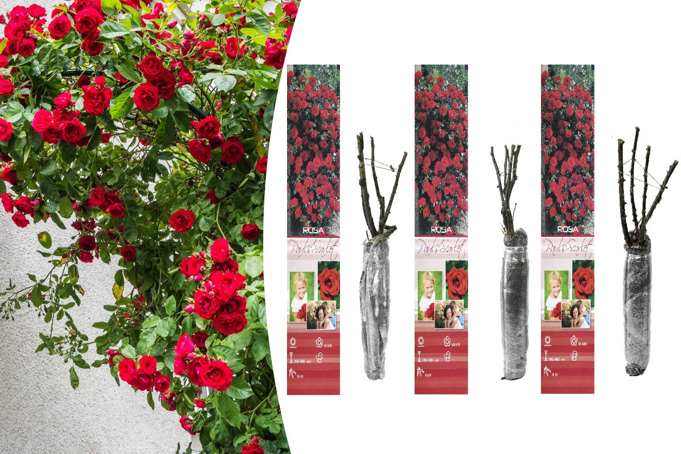 Rose grimpante ROUGE x3