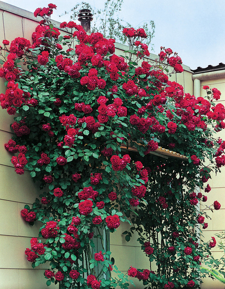 Rose grimpante ROUGE x3