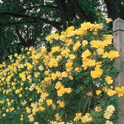 Rose grimpante JAUNE x3