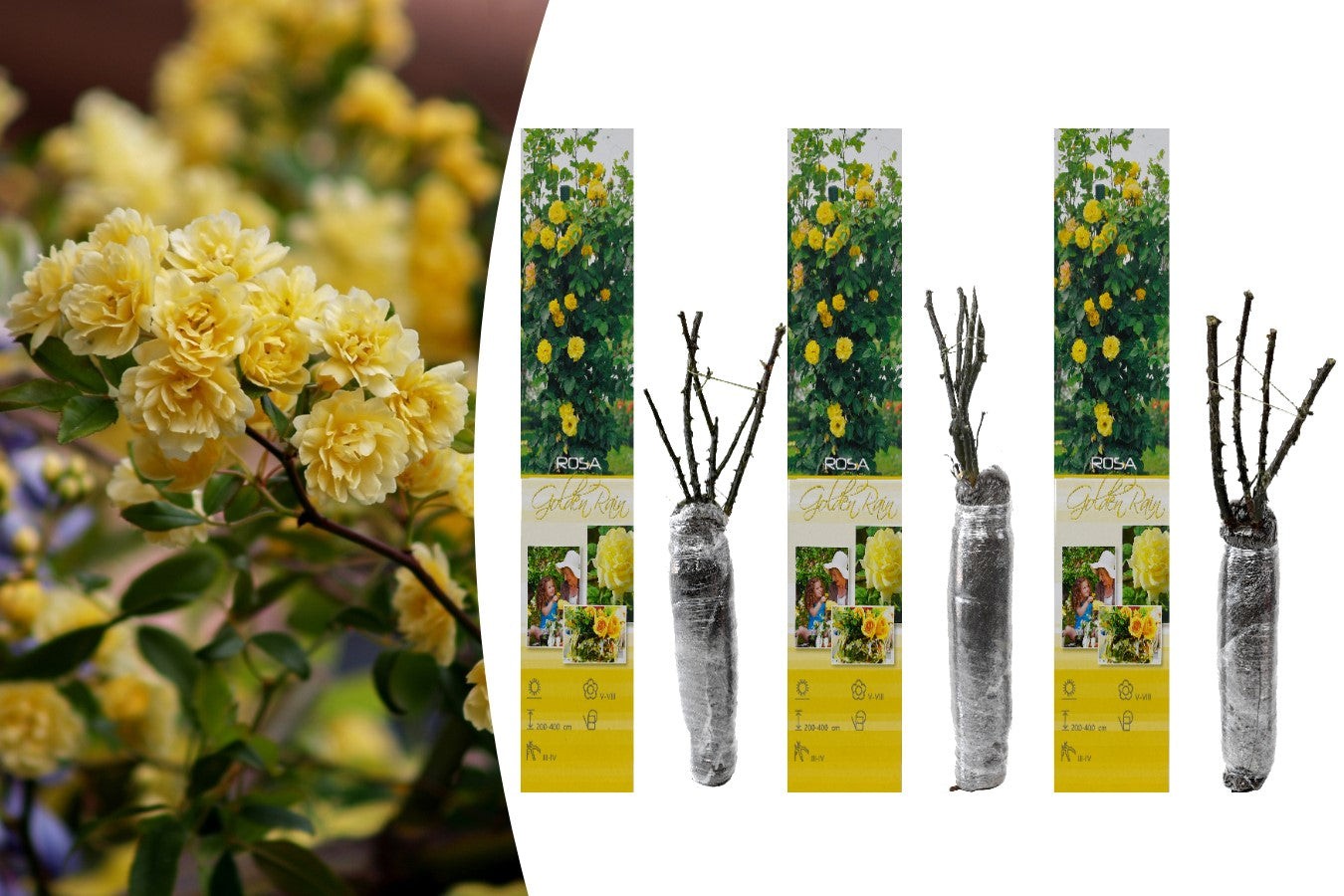 Rose grimpante JAUNE x3