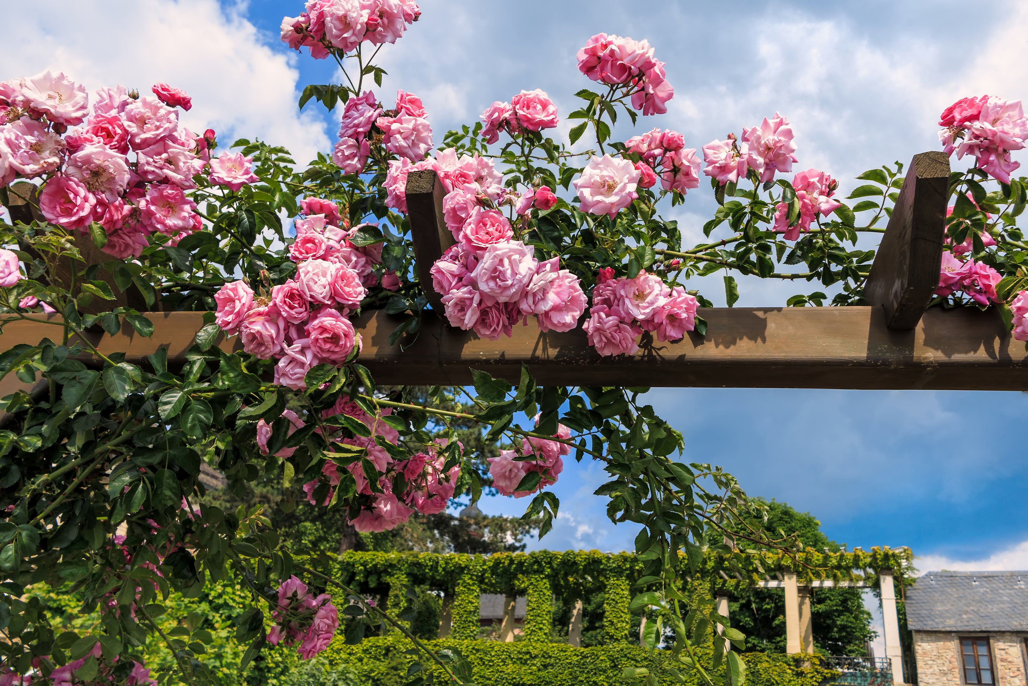 Rose grimpante ROSE x3